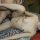 Memek Anak Gadis Mulus
